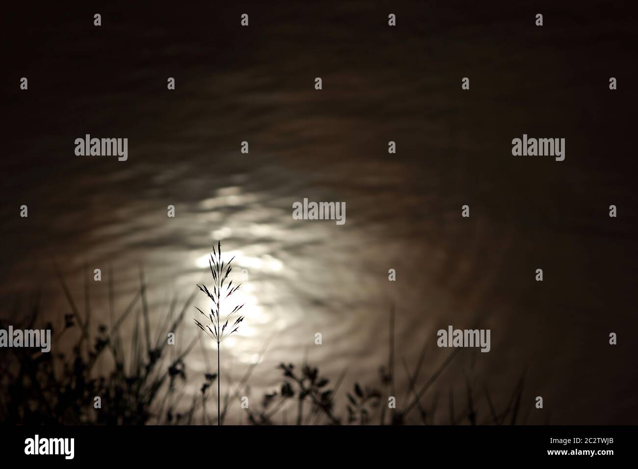 Blurred picture. The silhouette of the grass flower that appears from the reflection of sunlight to the water surface. Stock Photo