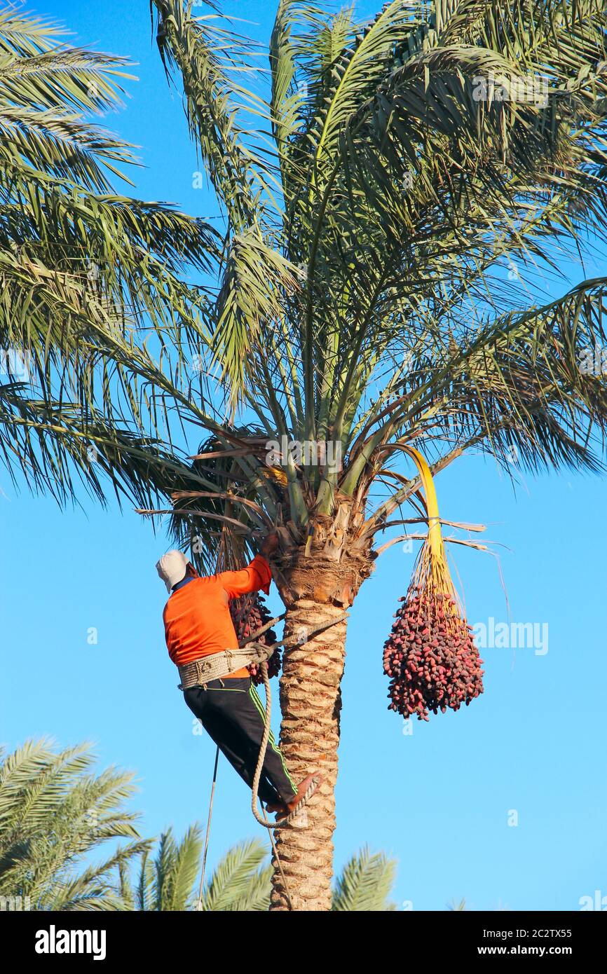 Man harvesting dates. Workers gather dates growing on palm tree. Farmer harvesting ripe dates from d Stock Photo