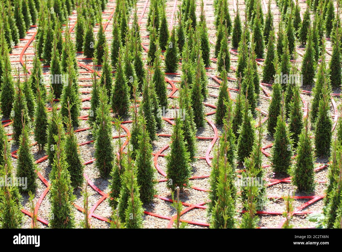 Conifer  (Pinales) (Coniferales) Stock Photo