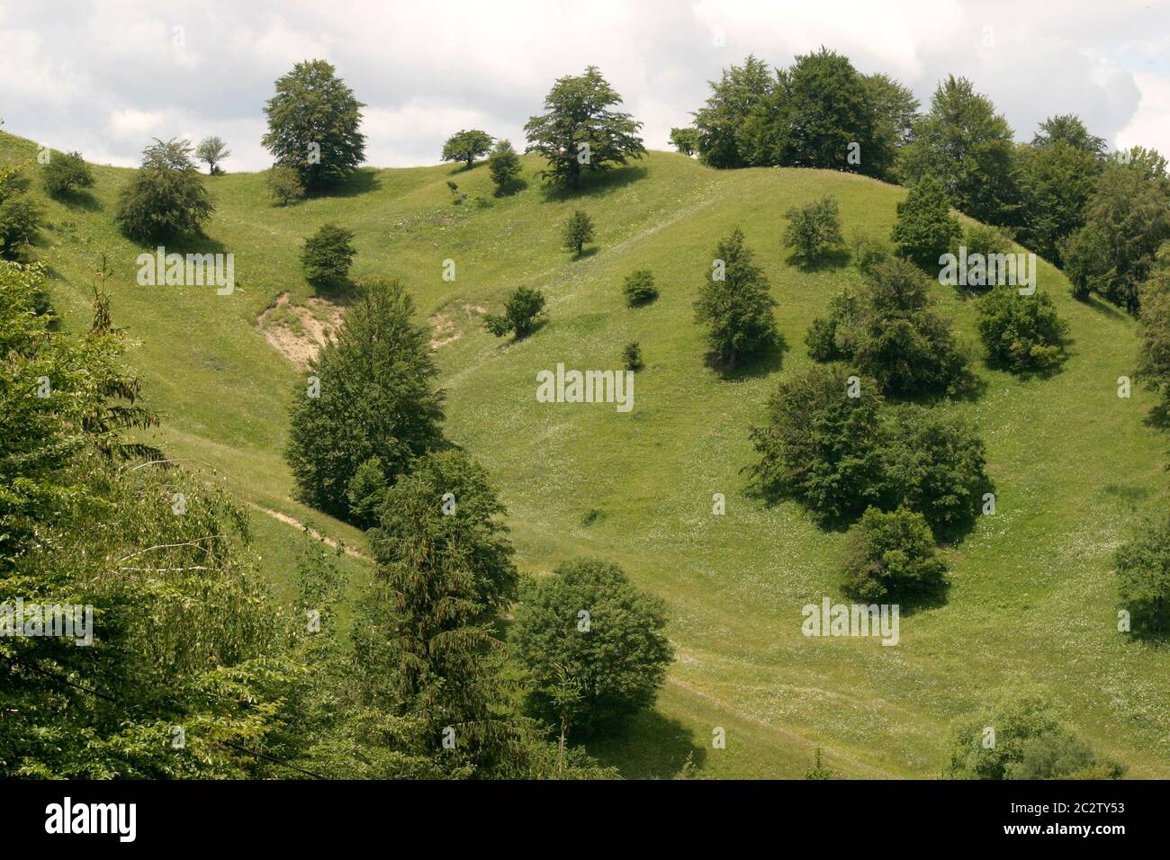 Trees and shrubs growing on pasture land on a hill in Moldova, Romania. Stock Photo