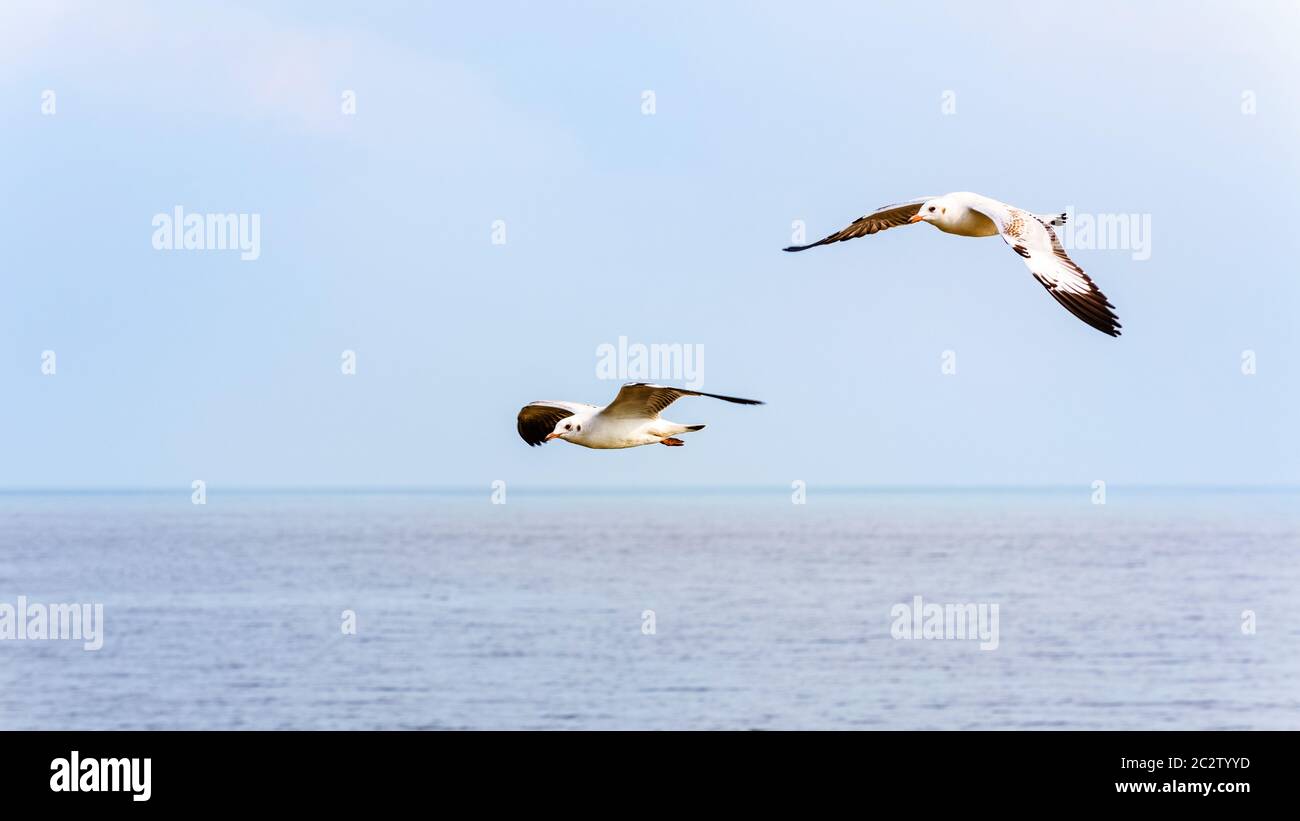 Pair of seagulls, Animal in beautiful natural landscape, Two birds happy flying above the sea water at Bangpu Nature Education Center, Famous tourist Stock Photo