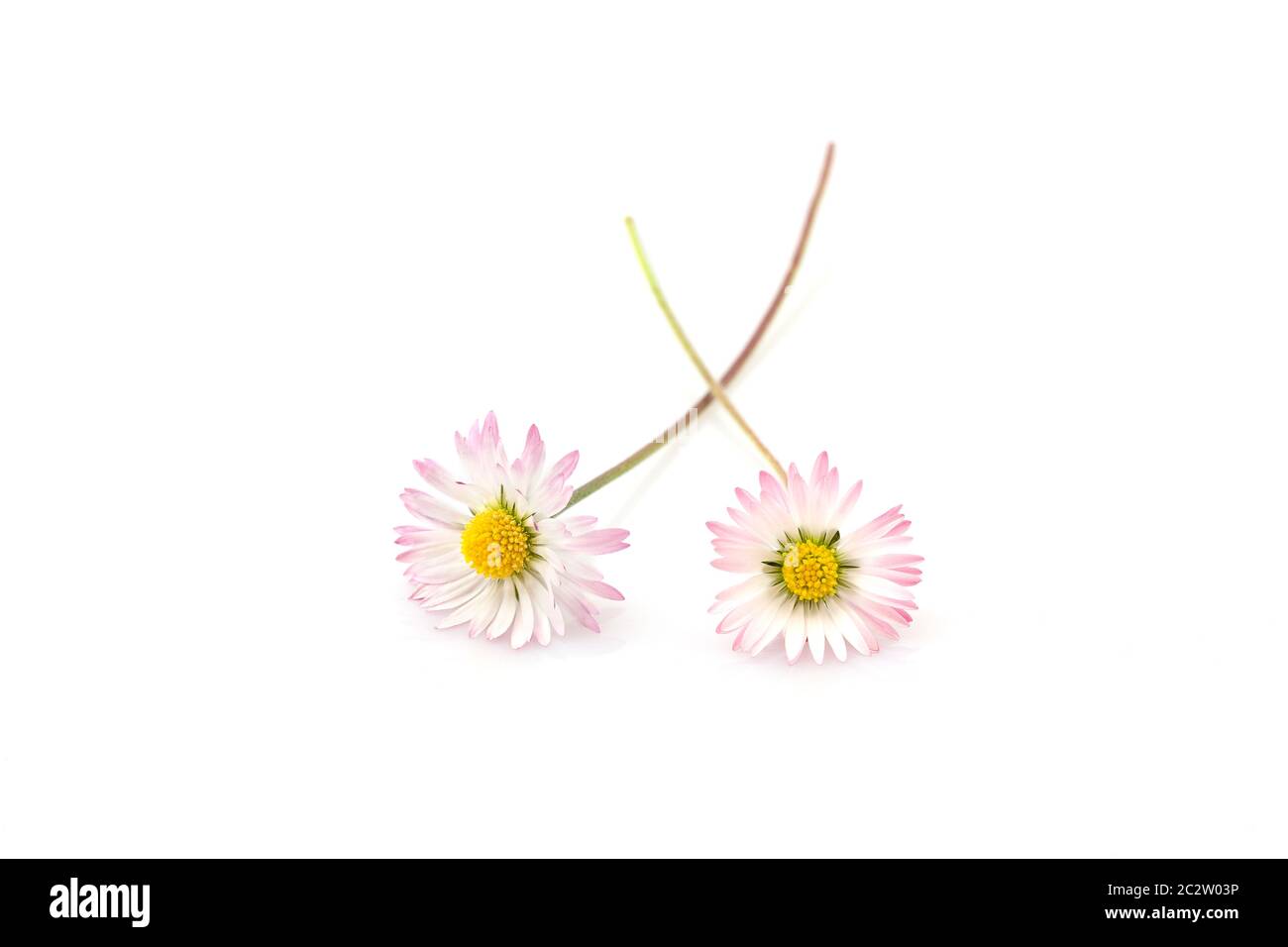 Two Bellis perennis flowers isolated on white Stock Photo