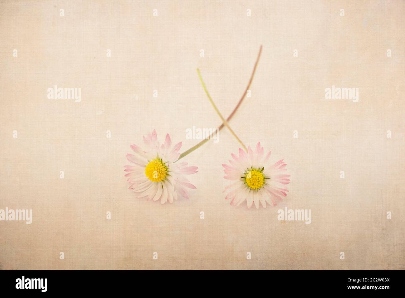 Two Bellis perennis flowers with textured background Stock Photo