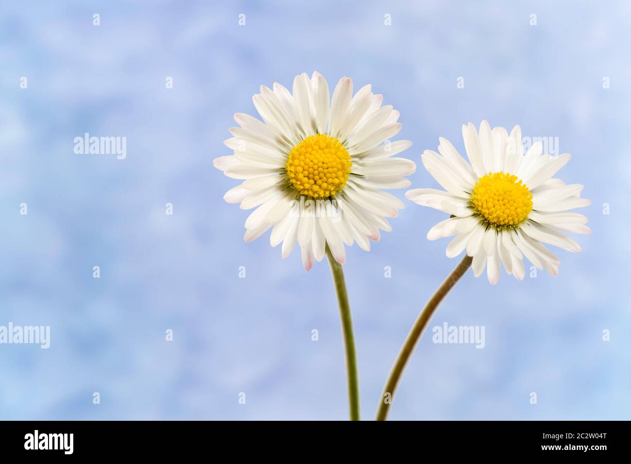 Two Bellis perennis flowers with textured background Stock Photo