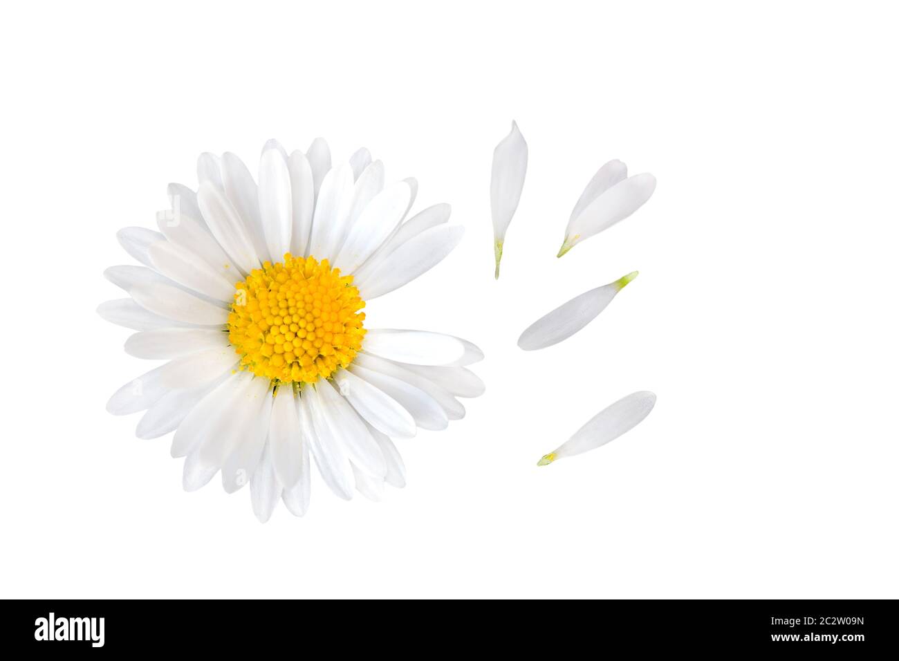 Bellis perennis flower with separate petals Stock Photo