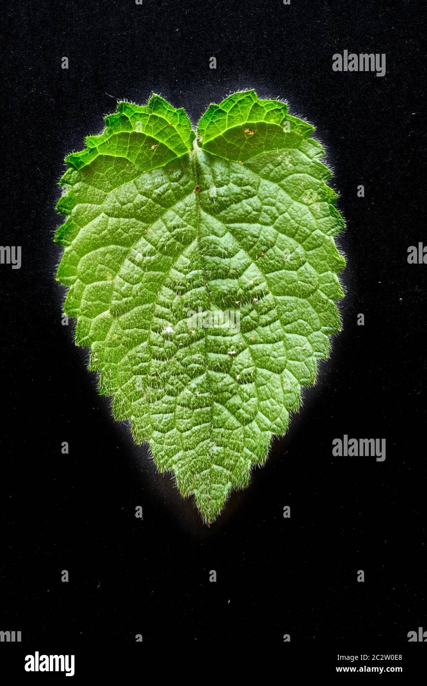 Top or front of the green veined leaf of the Hedge Woundhurt (Stachys Lamiaceae) plant or weed. Stock Photo