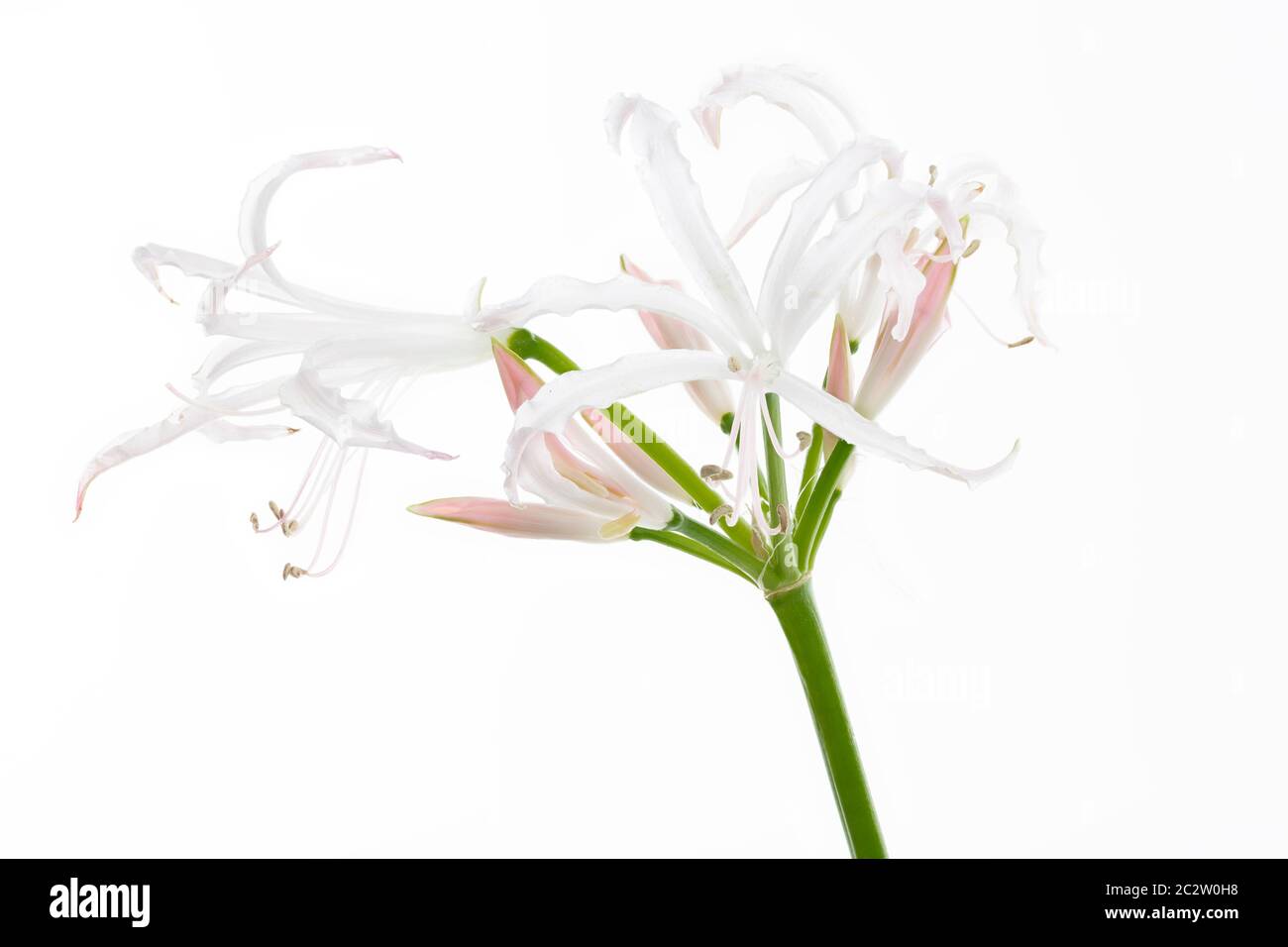 Hymenocallis flower isolated on white background Stock Photo