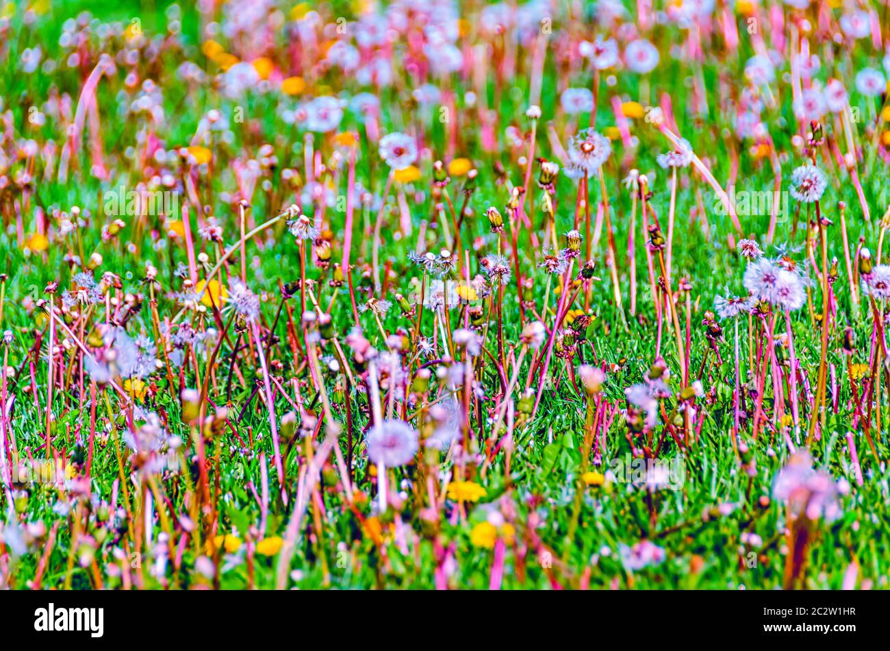 A close up of a meadow with mature dendelions stalks. Some of them have their seeds dispersed. Stock Photo
