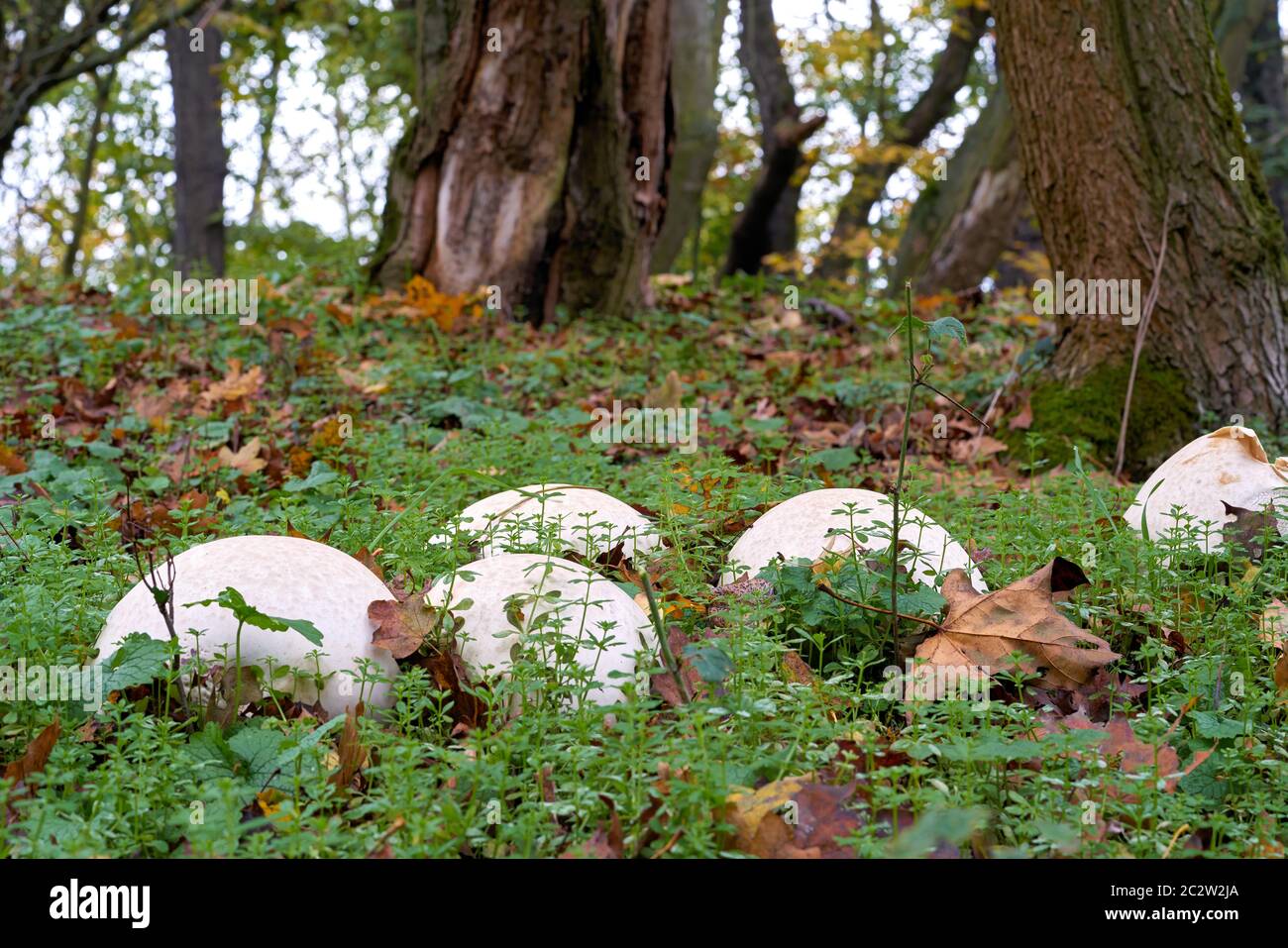 Giant bovist (Calvatia gigantea) on a meadow in a park in Magdeburg in Germany Stock Photo
