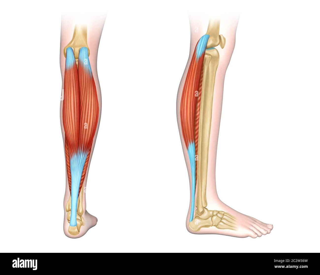 Back and side view of human calf muscles. Digital illustration. Stock Photo