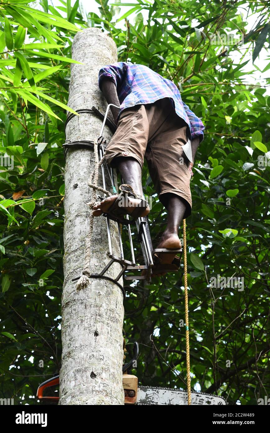 climbing coconut tree with tree lopper in harness Stock Photo
