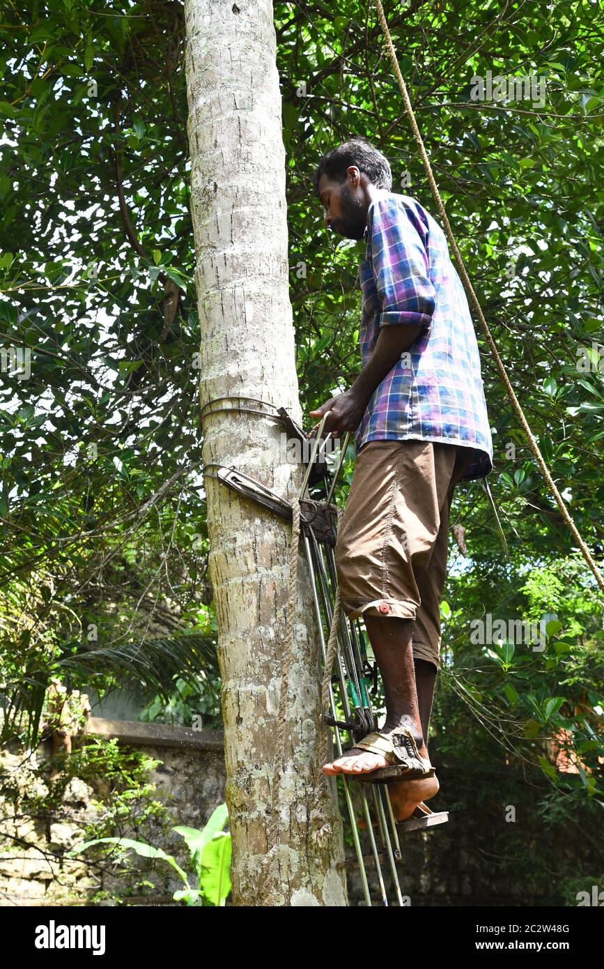 coconut climber for cutting the tree Stock Photo Alamy