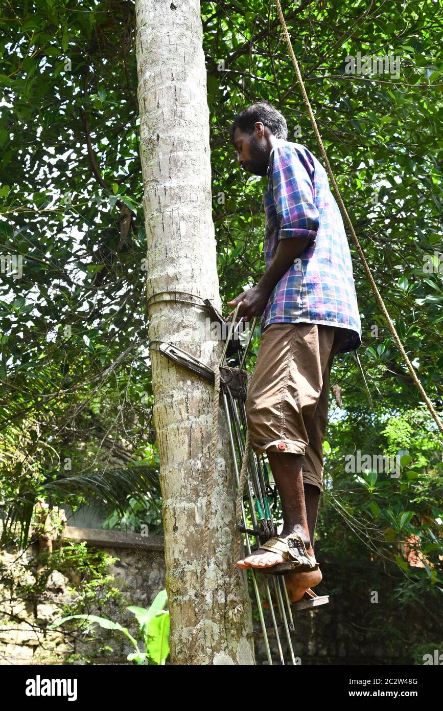 Coconut Climber For Cutting The Tree Stock Photo Alamy