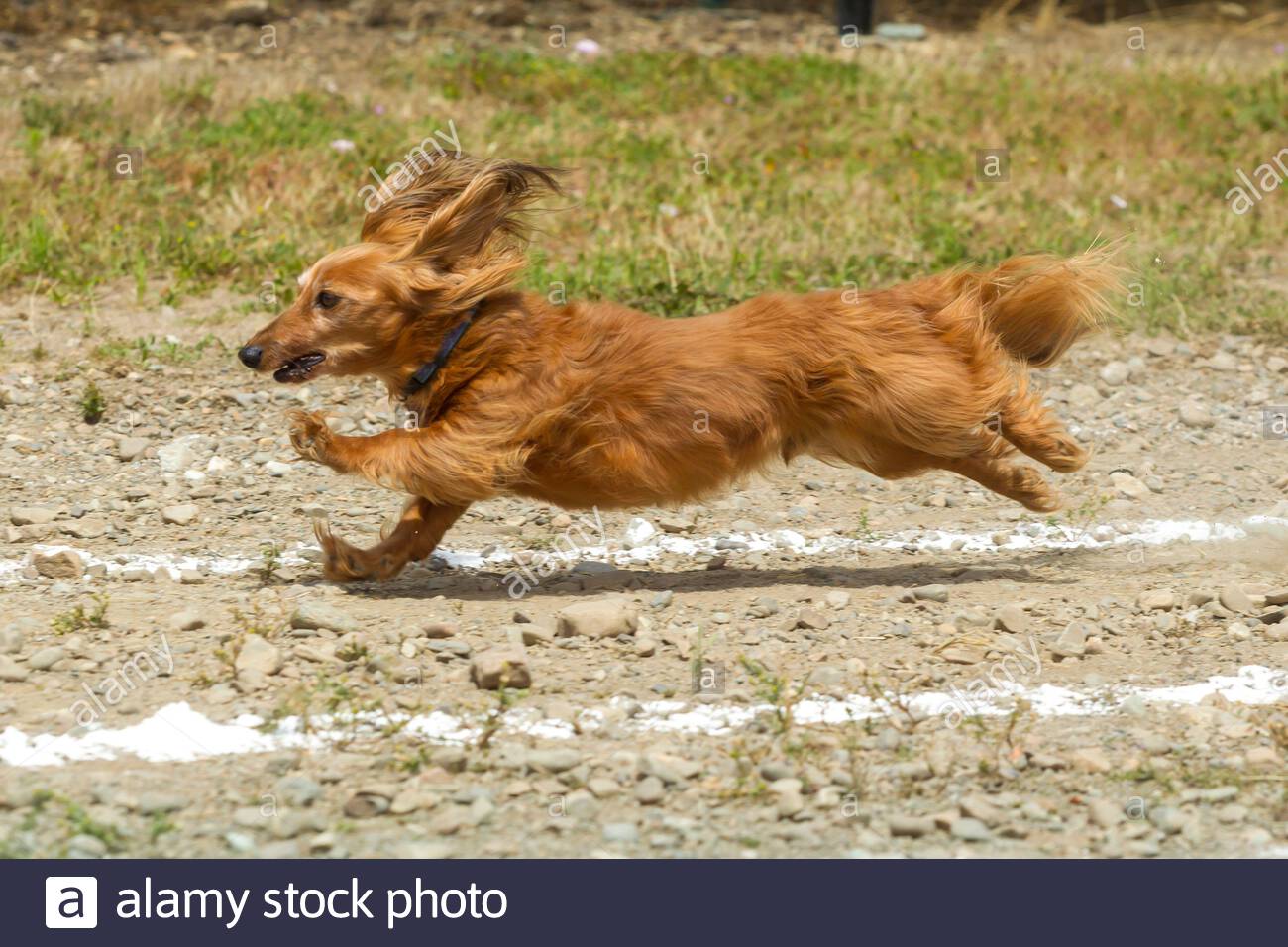 shaggy weiner dog