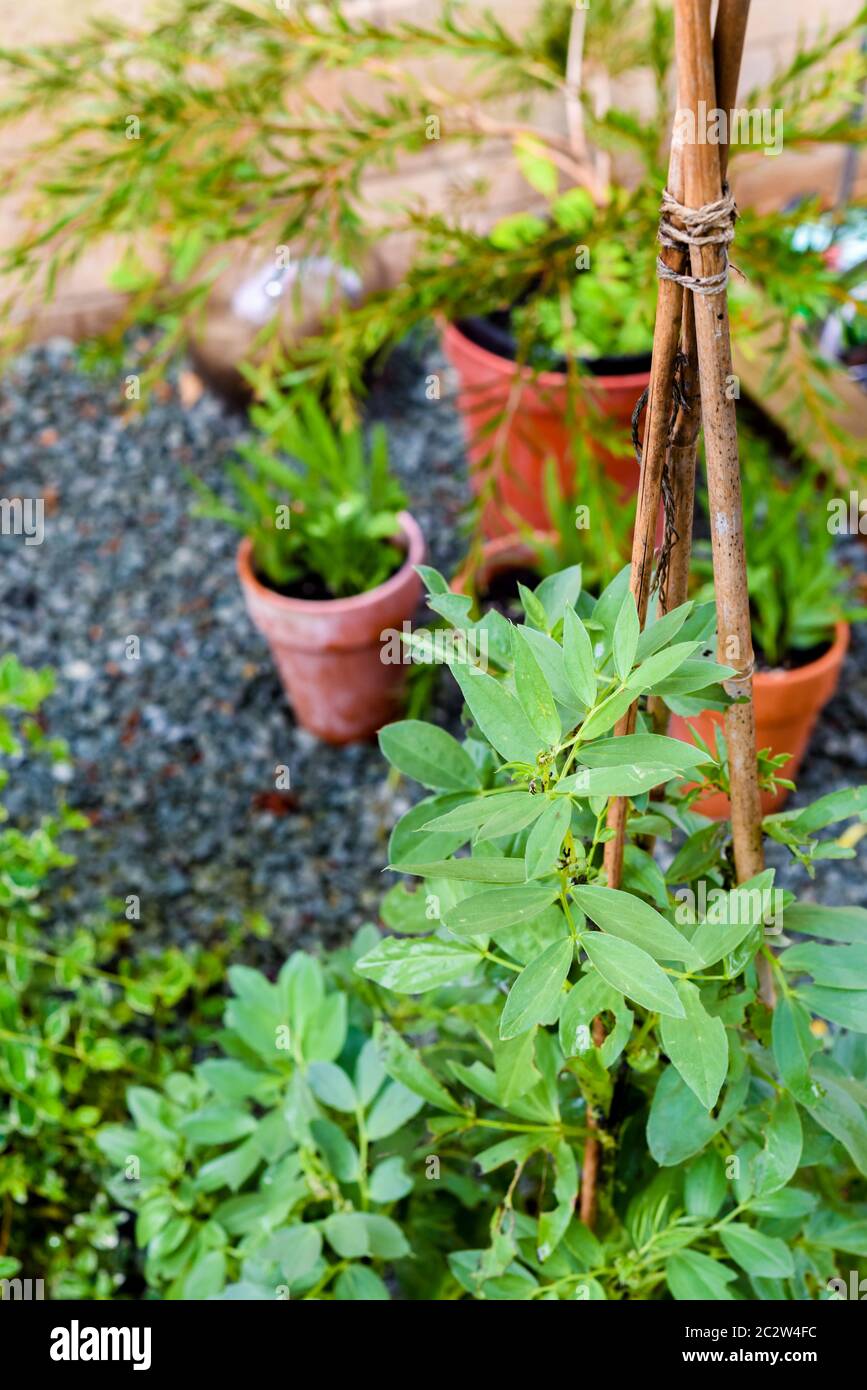 Growing food at home in a small patio garden vegetable plot Stock Photo