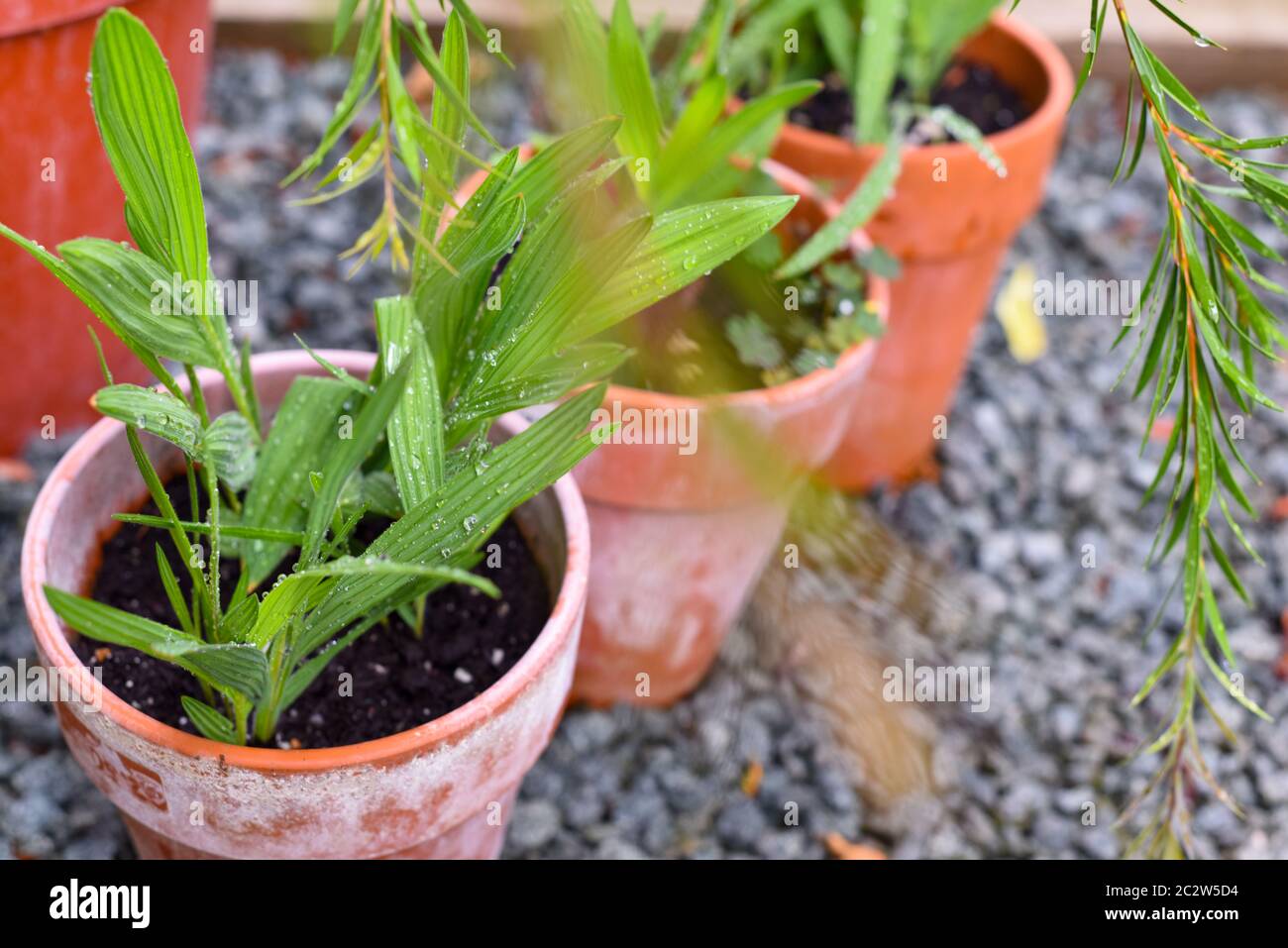 Pot plants growing in small garden patio area Stock Photo Alamy