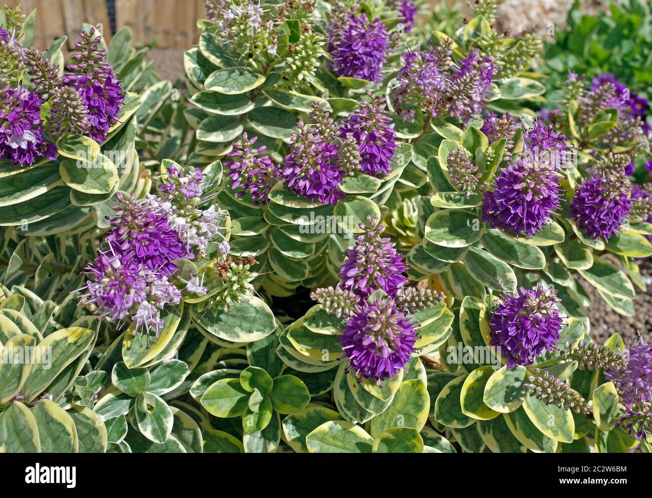 Hebe veronica flowering in Sardinian garden Stock Photo