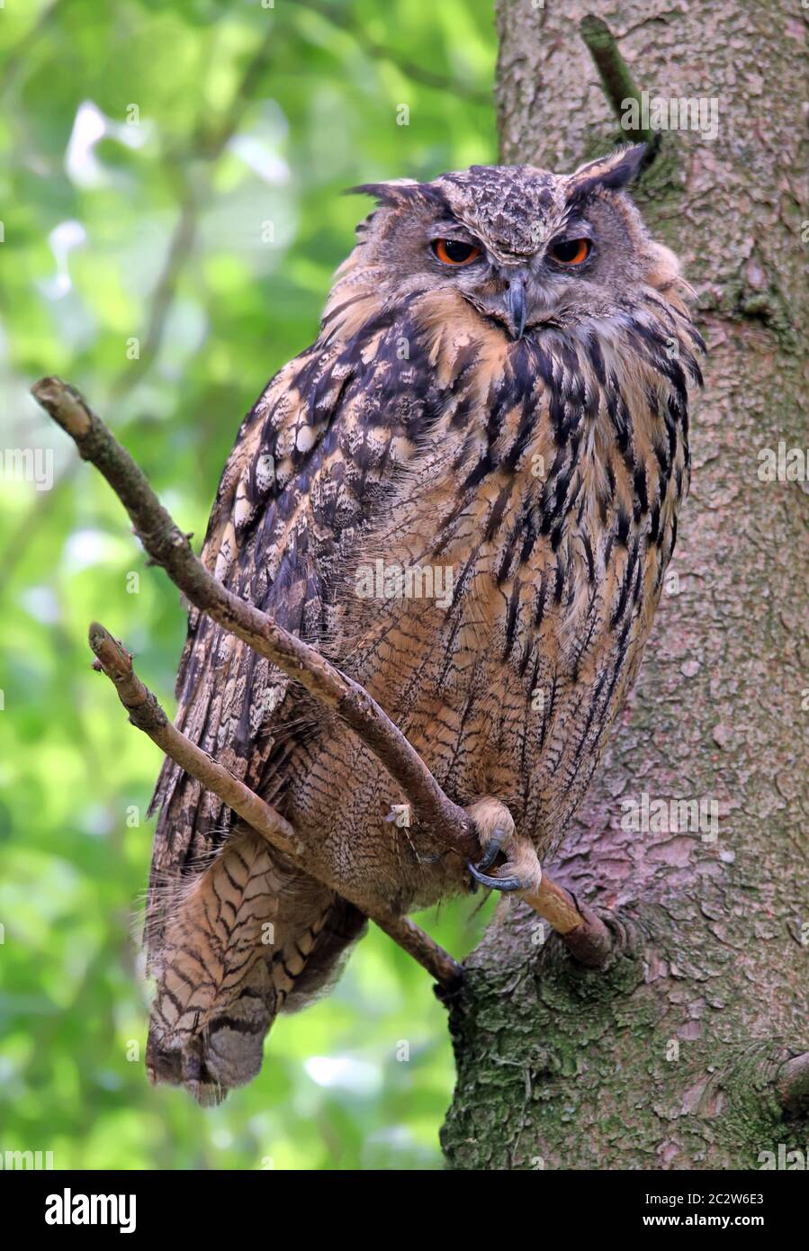 Telephoto European Uhu Bubo bubo Stock Photo