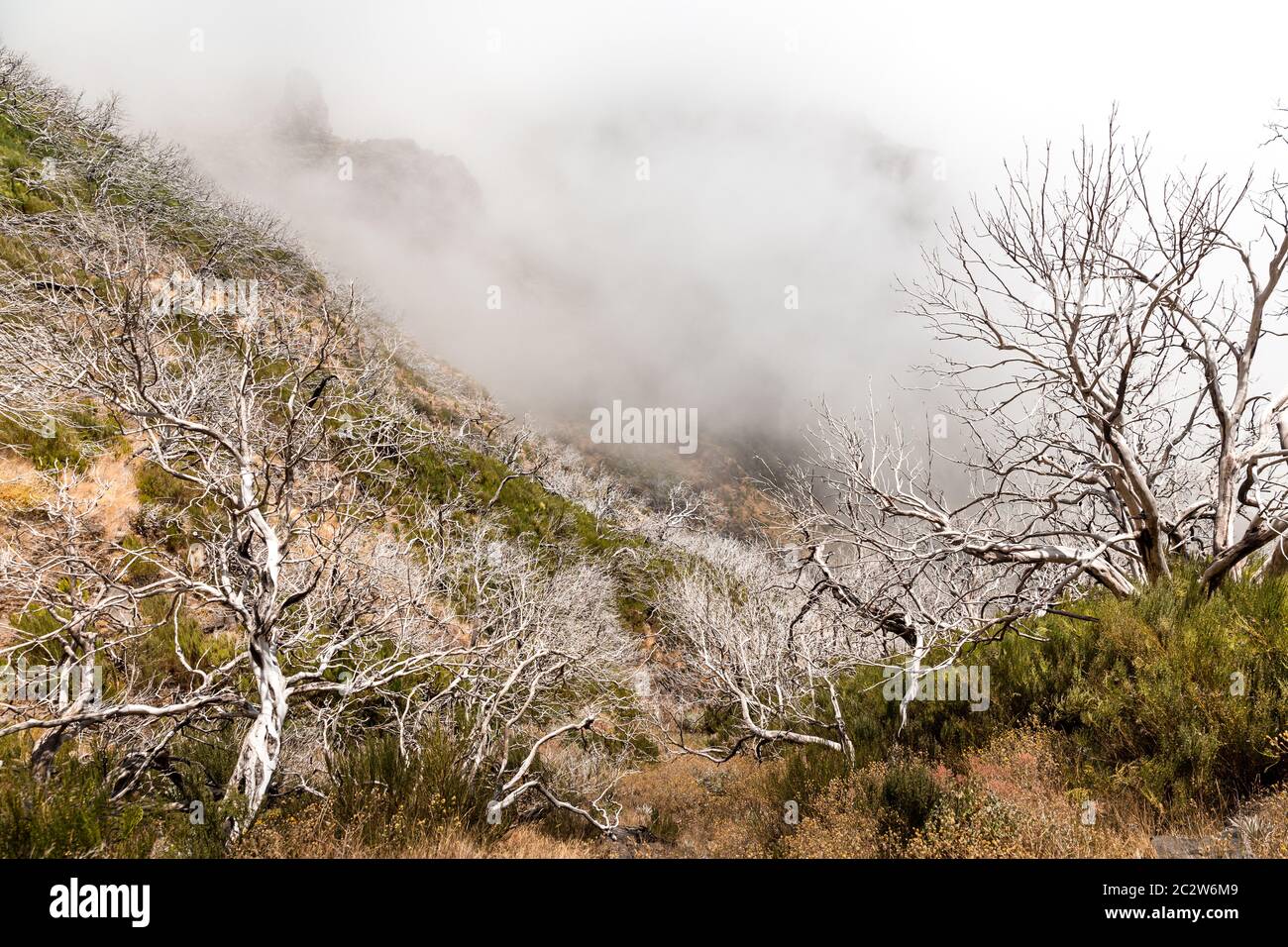 Dry Ridge Forest Dry forest mountains hi-res stock photography and images - Alamy