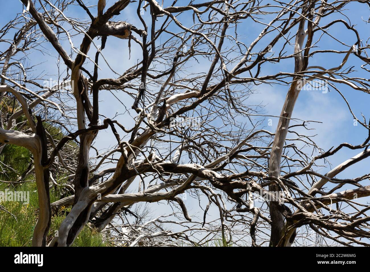 Nightmare dead trees hi-res stock photography and images - Alamy