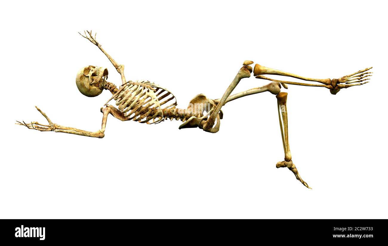3D rendering of a human skeleton isolated on white background Stock ...