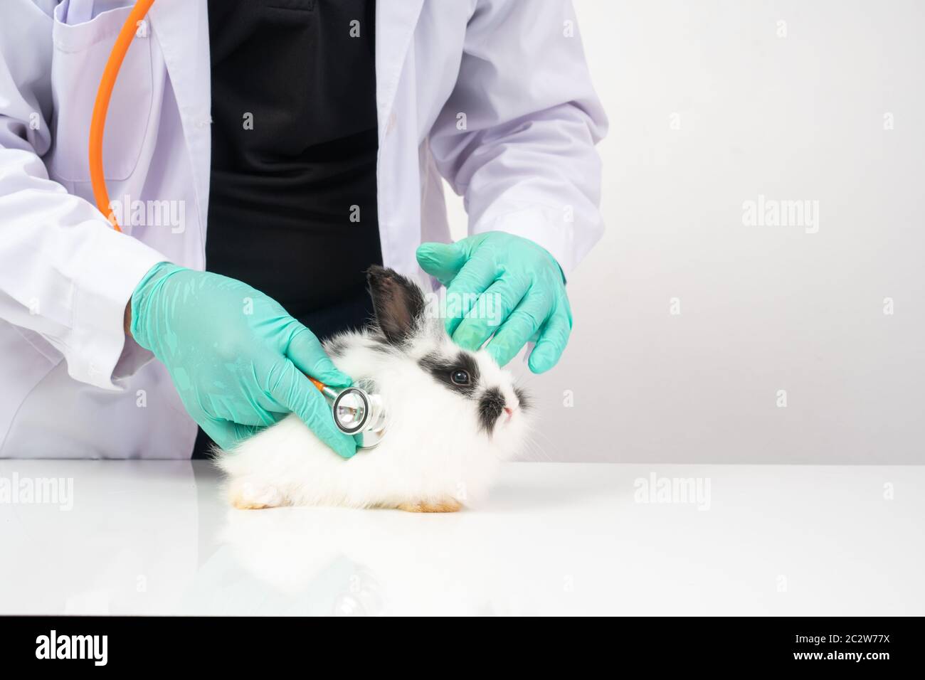 Veterinarians use Stethoscope to check the fluffy rabbit heart and lung in  clinics. Concept of animal healthcare with a professional in a hospital  Stock Photo - Alamy