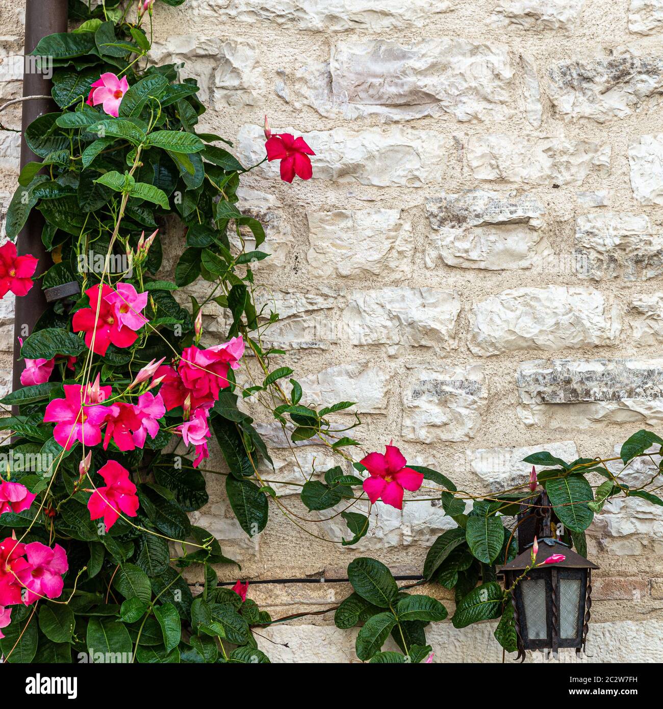 Detail marble wall flowers hi-res stock photography and images - Alamy