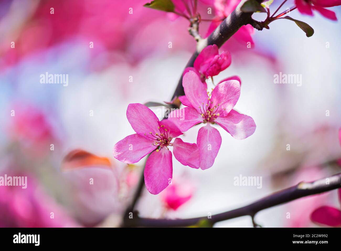 Pink flowers on the decorative apple bush over blurred background. Shallow depth of field. Stock Photo