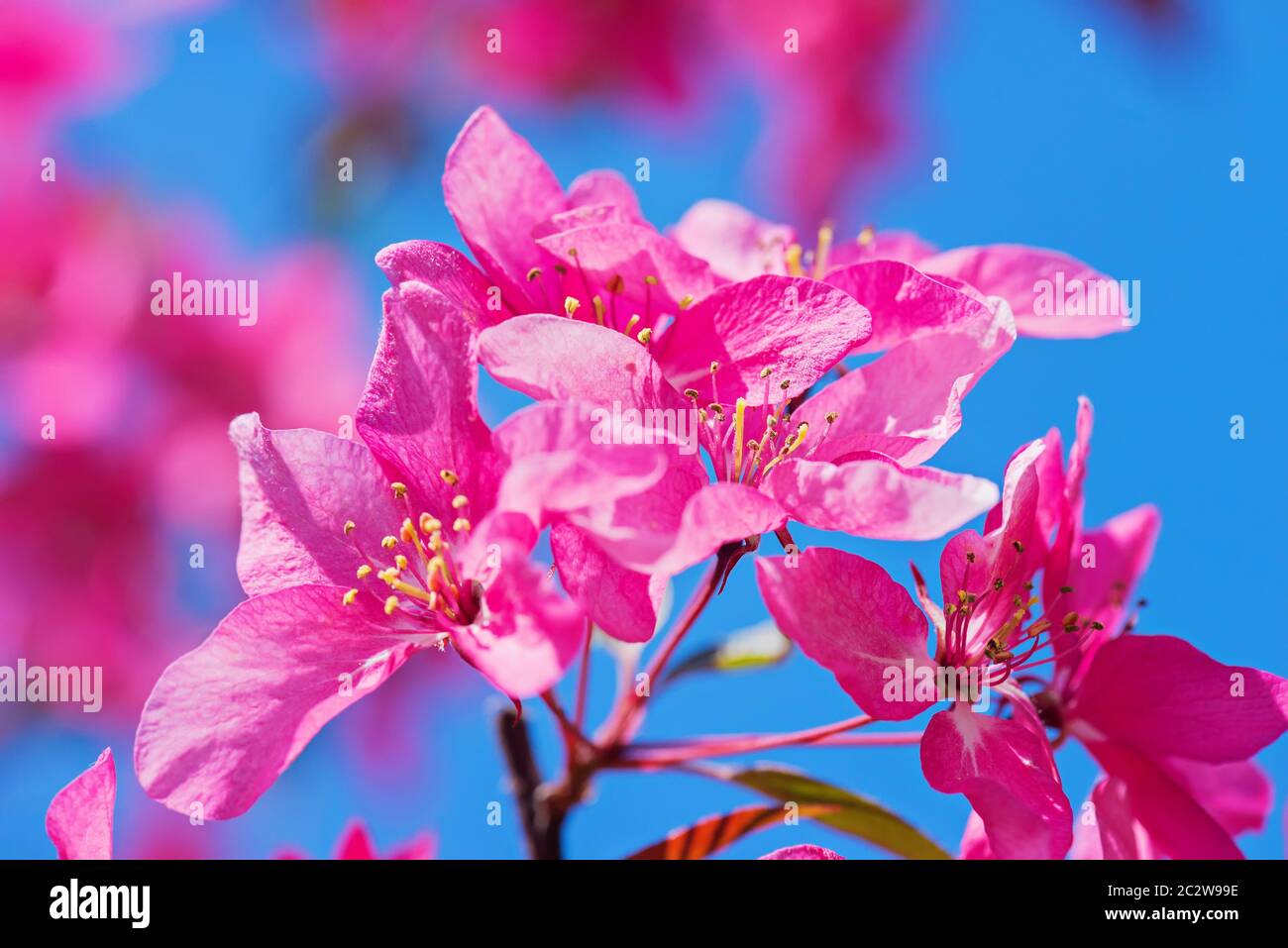 Pink flowers on the decorative apple bush over blurred background. Shallow depth of field. Stock Photo