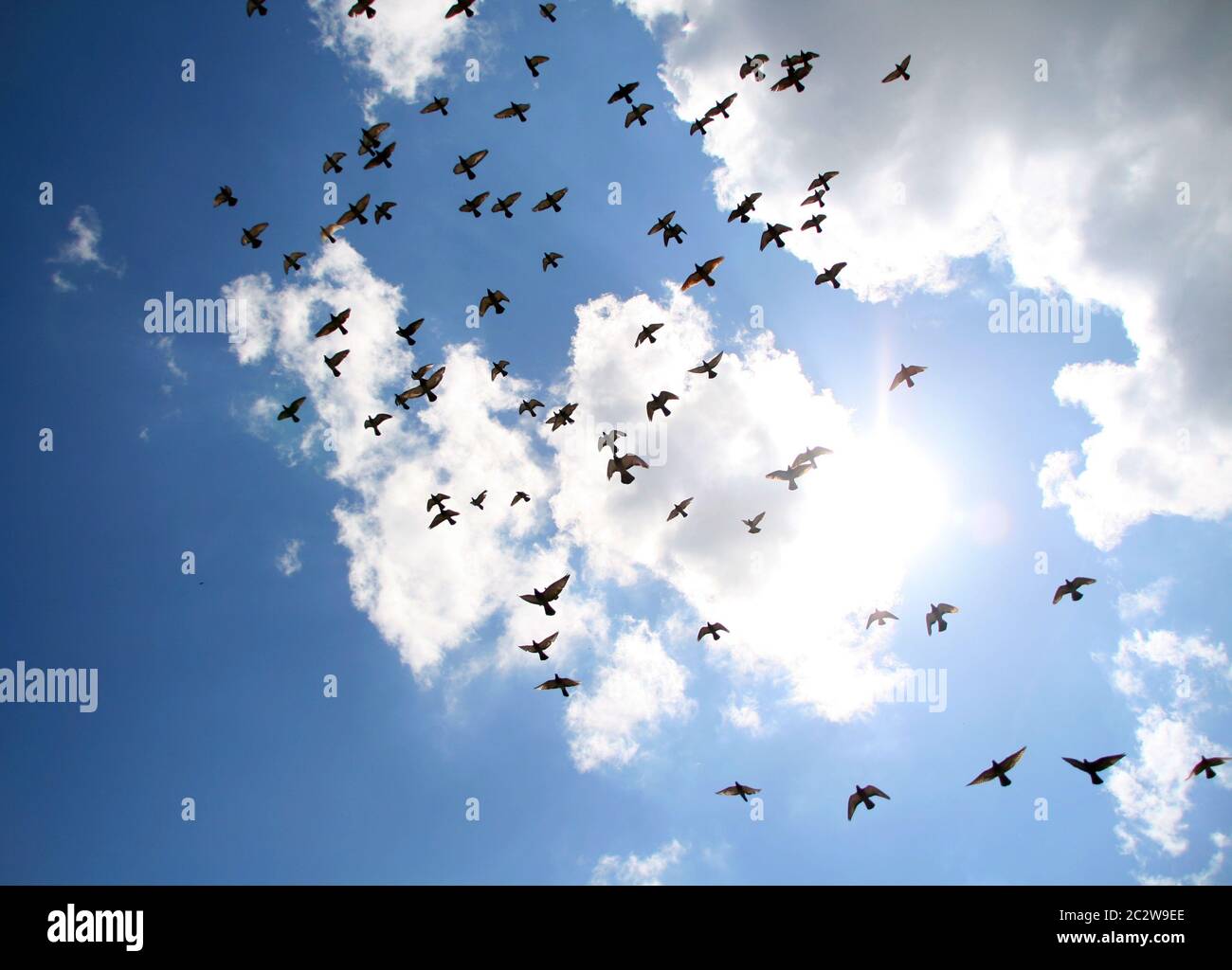 Flock of birds in blue sky Stock Photo - Alamy