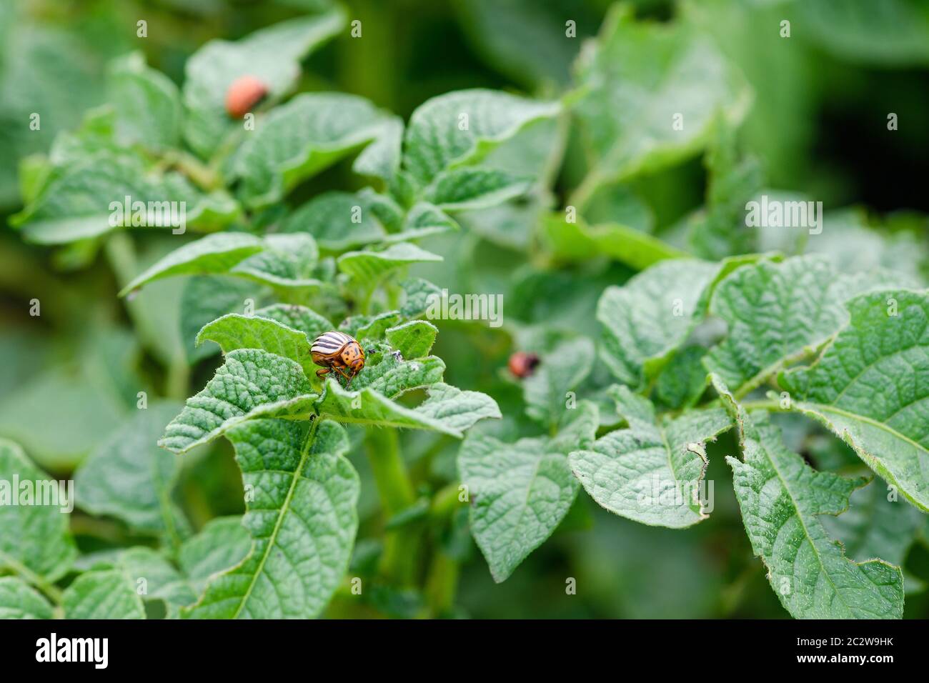 Vegetable farm background with green potato leaves and colorado insect