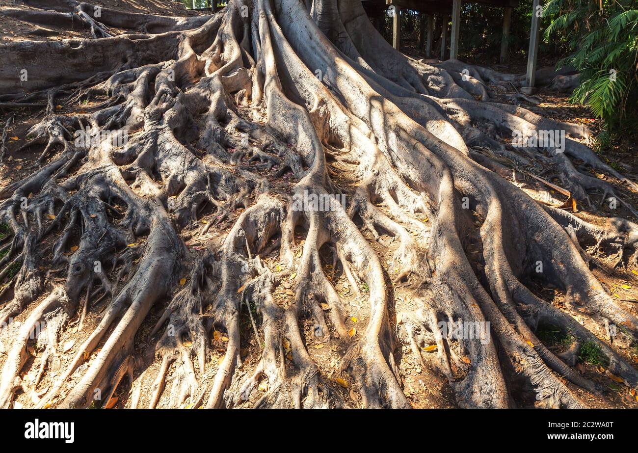 Closeup roots of an old tree in the forest Stock Photo - Alamy