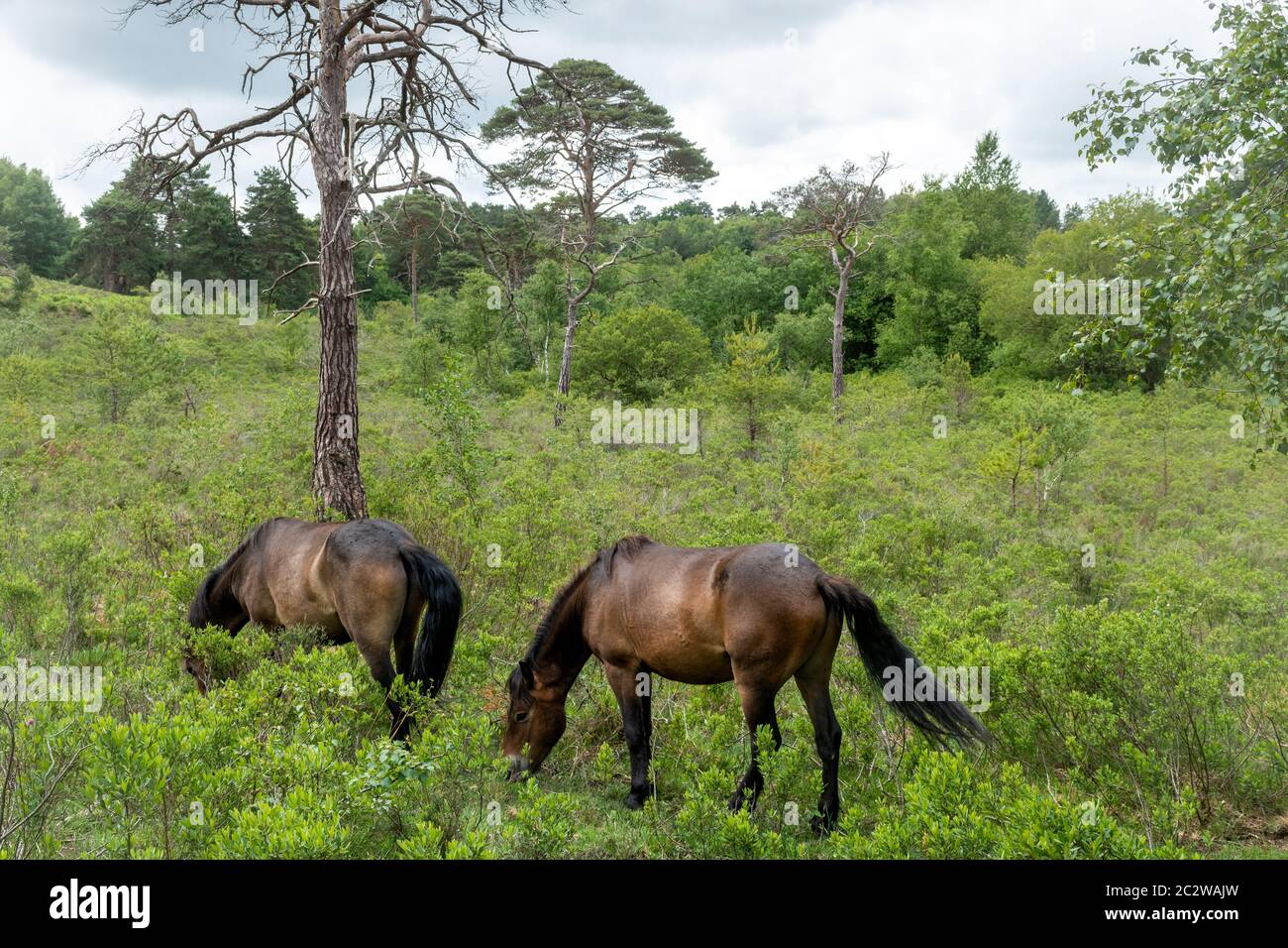 Ponies grazing at Castle Bottom National Nature Reserve in Hampshire, UK Stock Photo