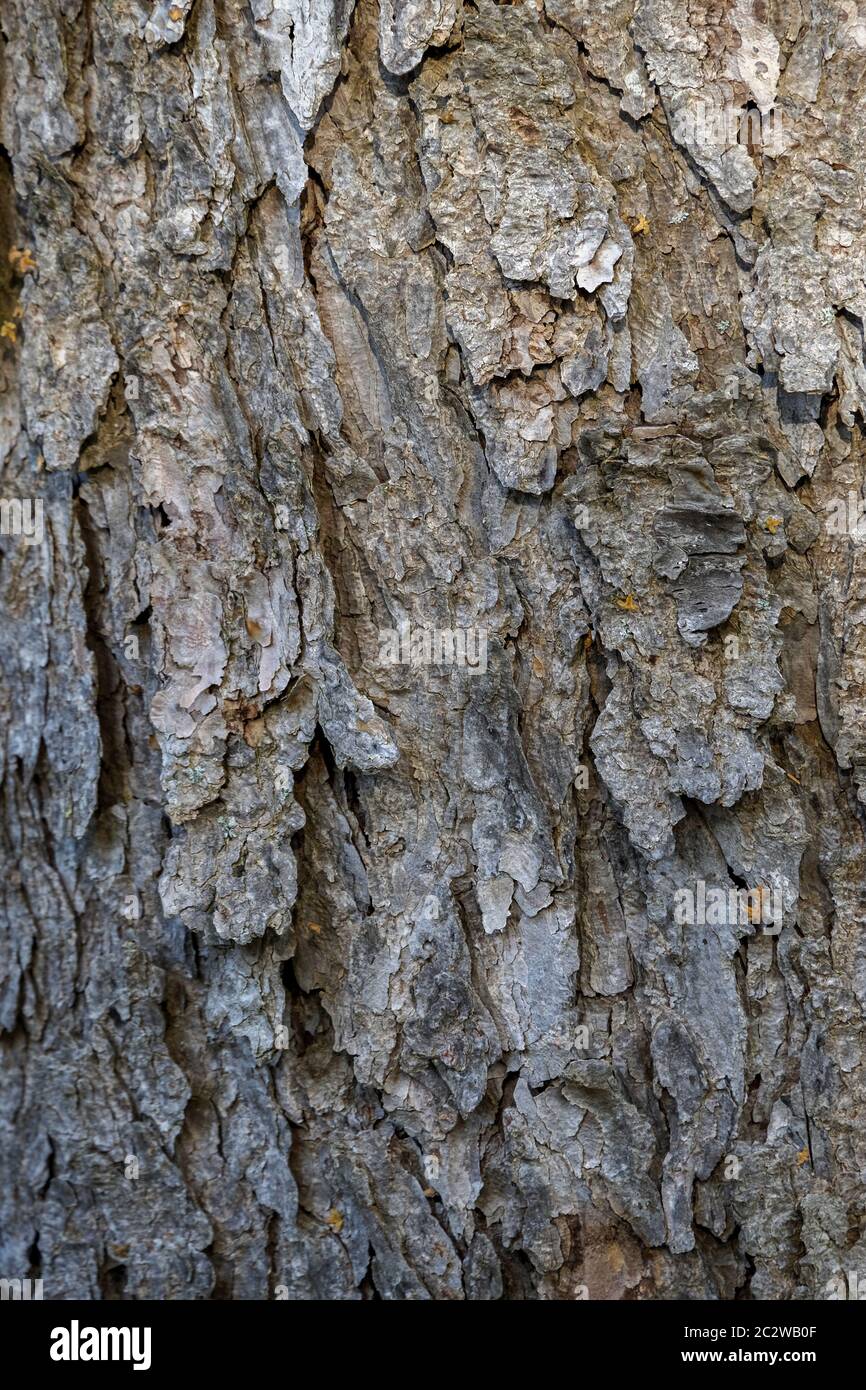 Tree bark of a Japanese Haengel Lark Stock Photo