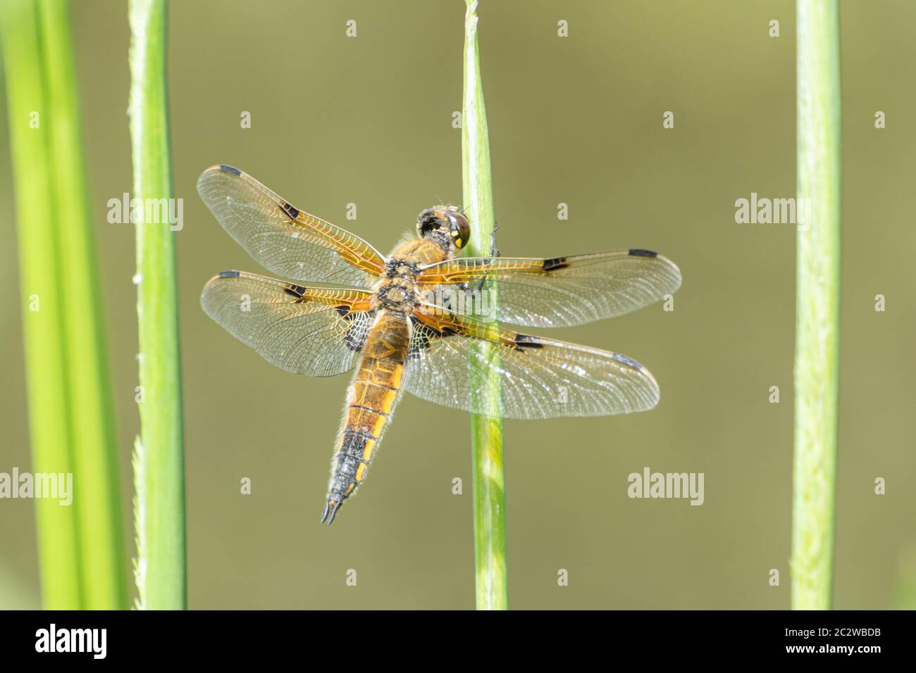 Four-spotted chaser dragonfly (Libellula quadrimaculata), UK Stock Photo