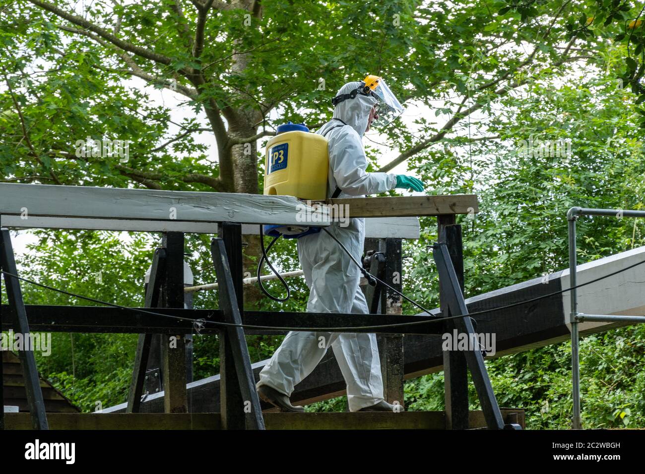 Man wearing a protective suit with a CP3 knapsack sprayer for spraying invasive giant hogweed with herbicide by the Wey and Arun Canal, West Sussex UK Stock Photo