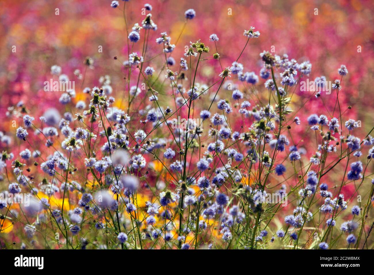 Colorful Garden flowers in june Gilia wildflower garden Stock Photo