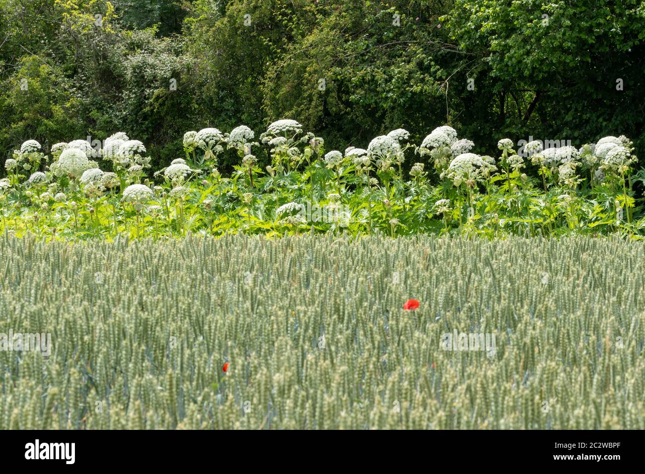 Giant hogweed (Heracleum mantegazzianum), a tall invasive flowering plant in the UK, growing along a field edge Stock Photo