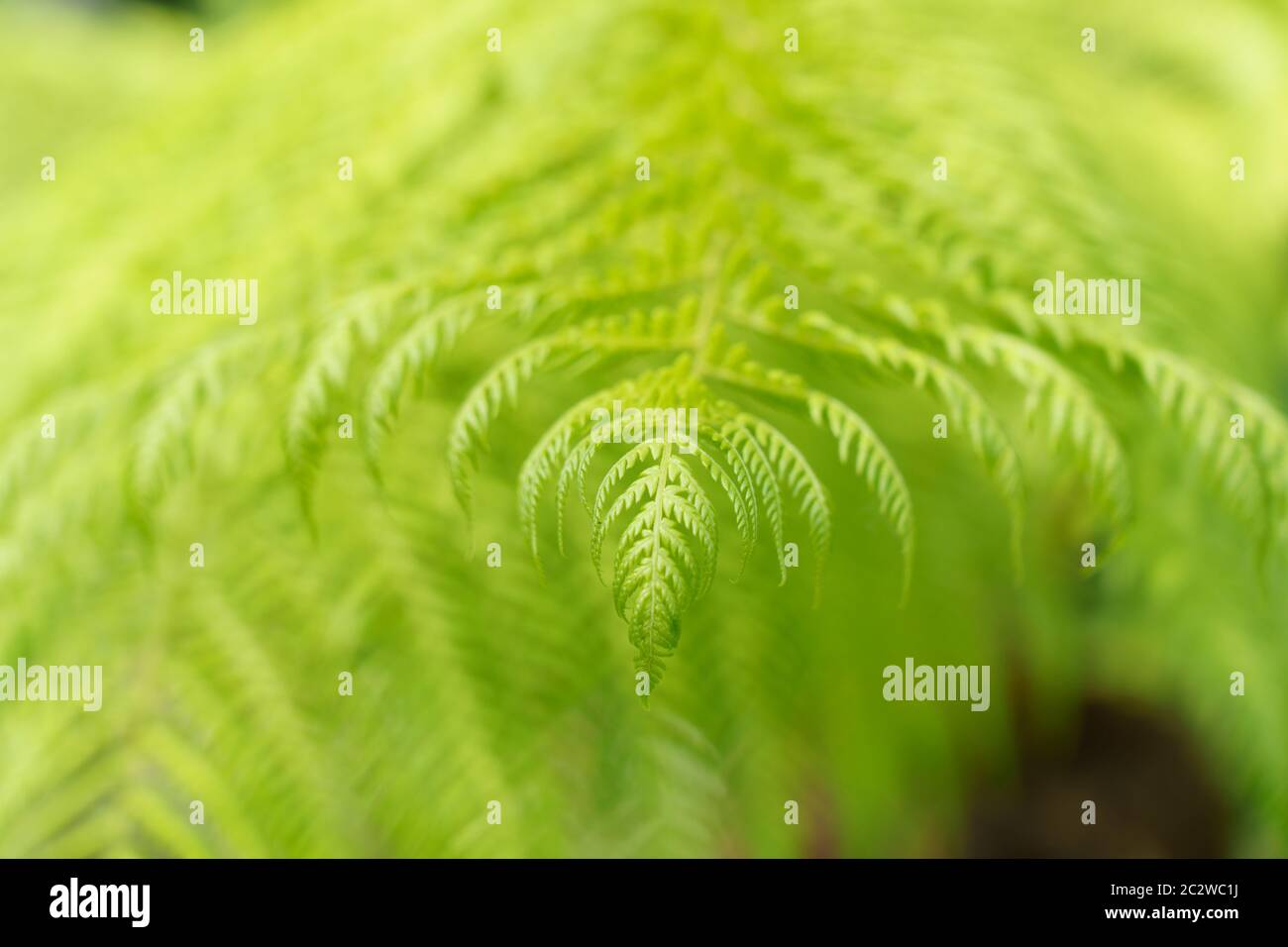 Delicate bright green fern leaf focusing on the foreground, Harrogate ...