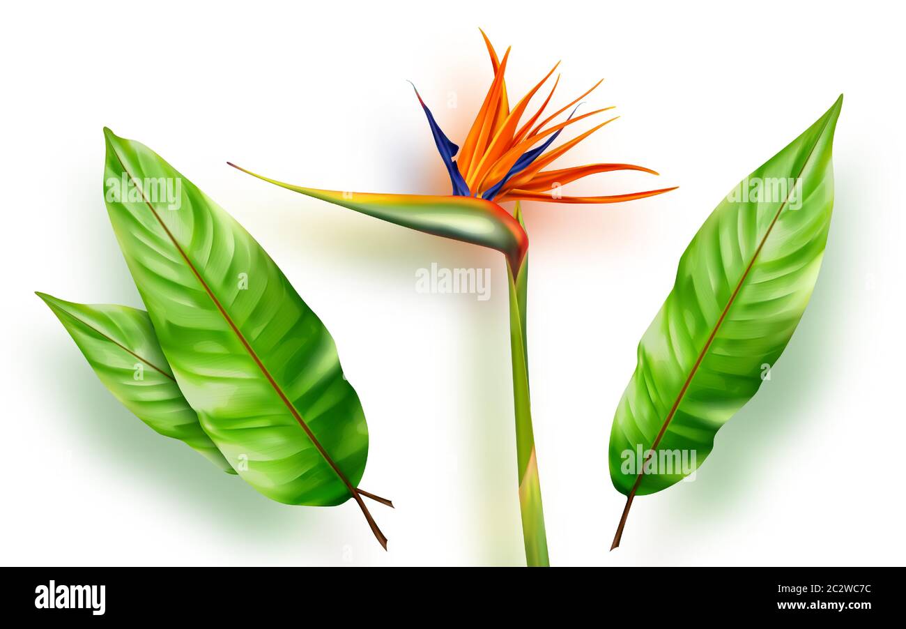 Strelitzia reginae, bird of paradise or crane flower realistic vector illustration. Exotic plant with orange and purple petals and green leaves isolat Stock Vector
