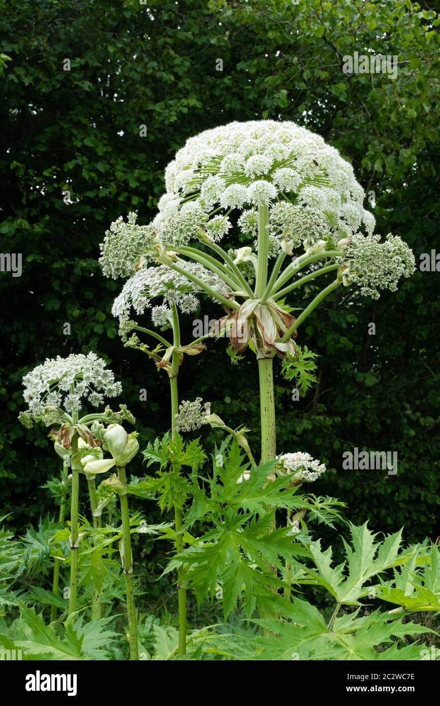 Giant hogweed (Heracleum mantegazzianum), a tall invasive flowering plant in the UK Stock Photo