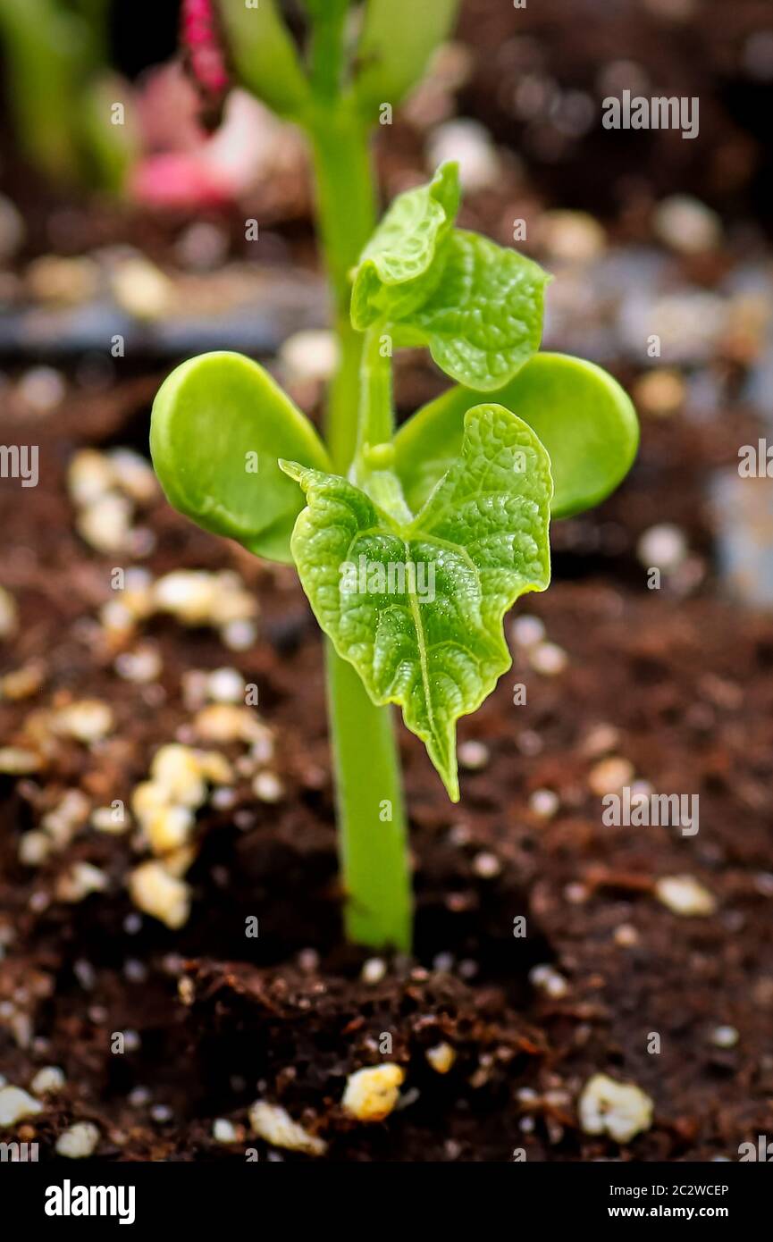 Closeup of a bean sprouting with its first leaves Stock Photo - Alamy