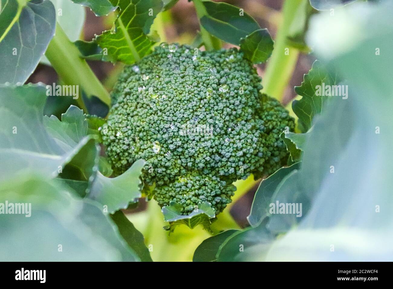 View of a broccoli head looking down through the leaves Stock Photo Alamy