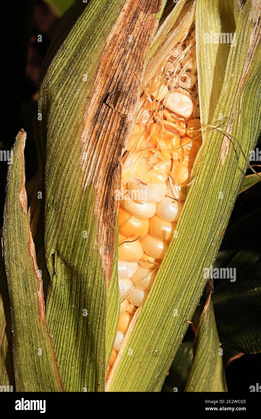 Corn Ear Worm High Resolution Stock Photography And Images Alamy