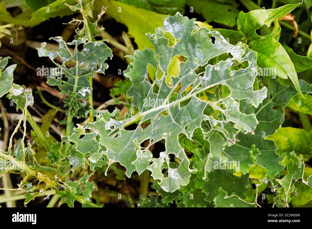 A kale leaf covered in holes caused by insects. Stock Photo