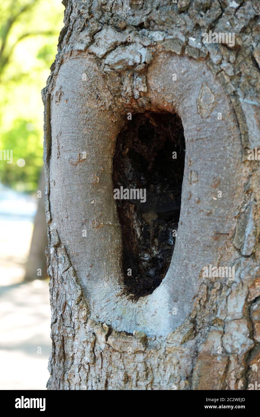 Hollow in a tree hires stock photography and images Alamy