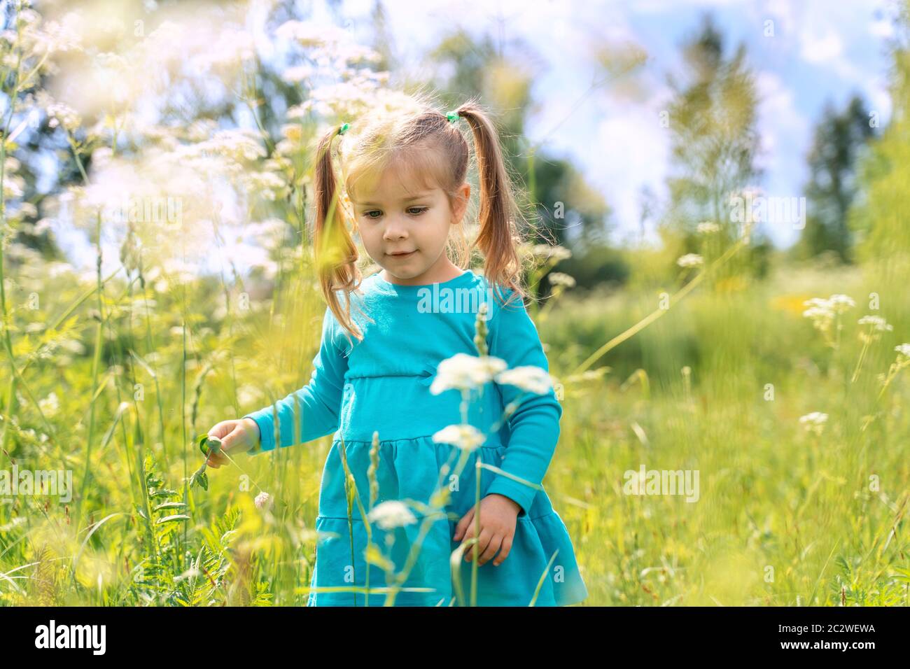 a little girl in a blue dress walks along the field with flowers on a ...