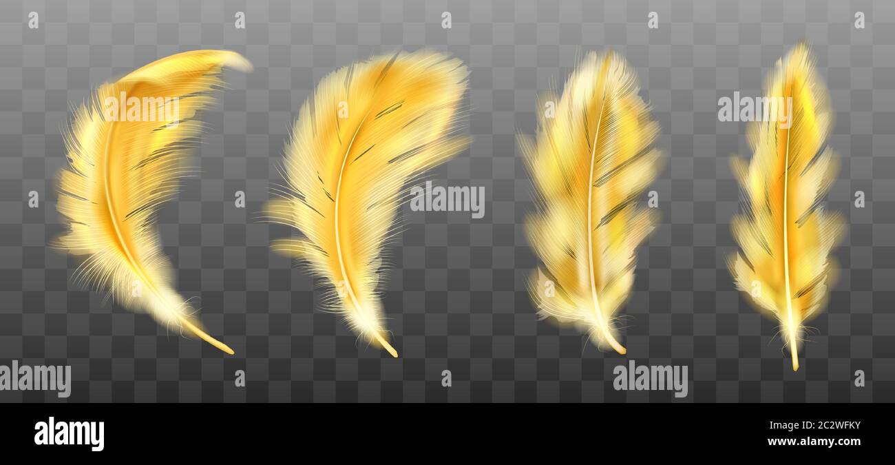 Golden yellow fluffy feather vector realistic set isolated on transparent background. Gold feathers from wings of birds or angel, symbol of softness a Stock Vector