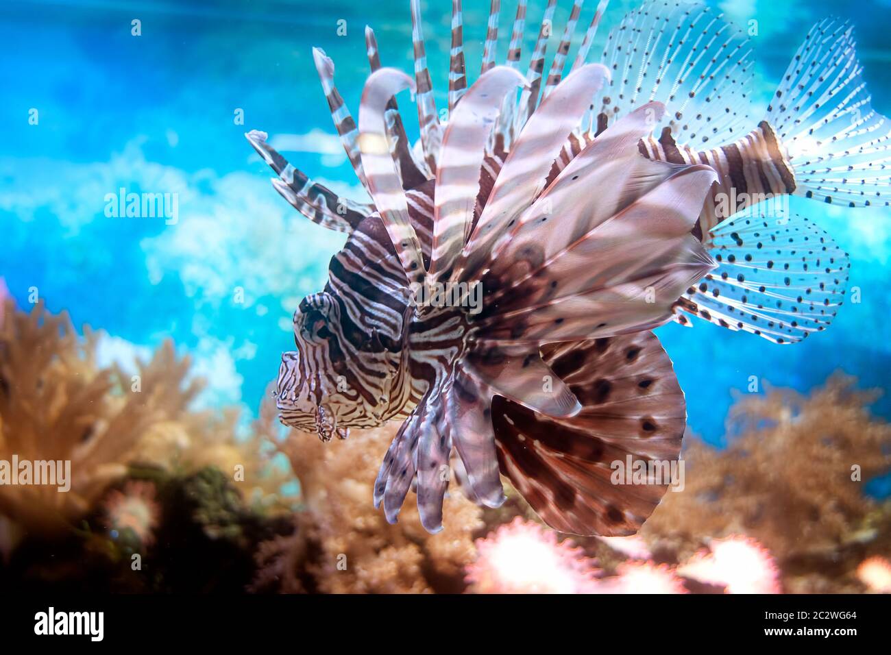 Lionfish, pterois lunulata swimming between the corals in the aquarium. Stock Photo