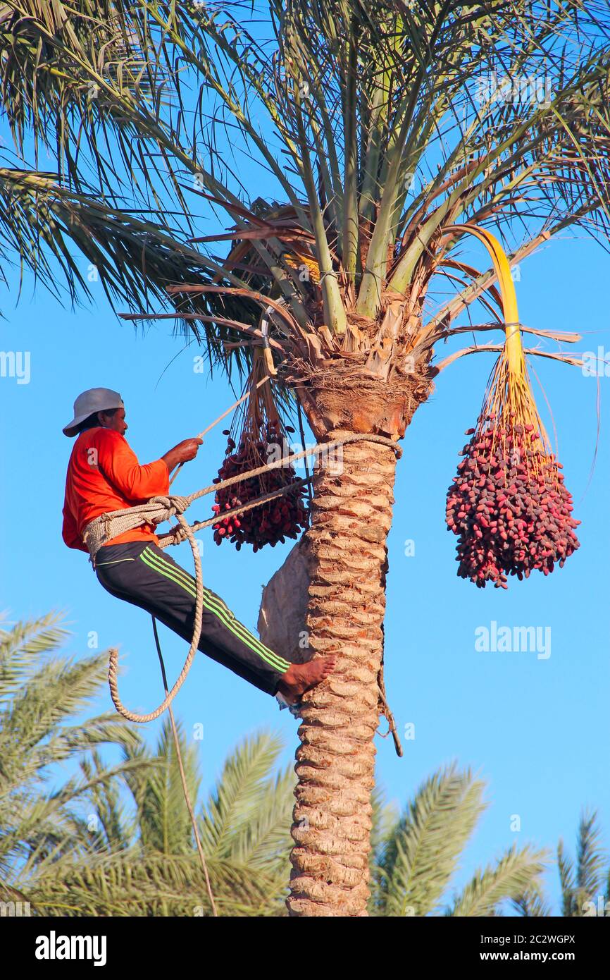Men are harvesting dates on palm trees. Men cut clusters of dates hanging on date palms. Man harvest Stock Photo